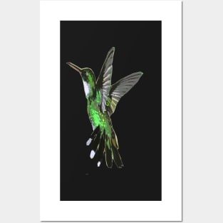 Humming bird Posters and Art